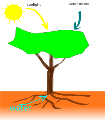 Plant Nutrients - Plants Making Their Food (365x423)