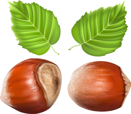 Vegetables Fruits Herbs And Nuts Realistic Vector - Artocarpus (500x435)