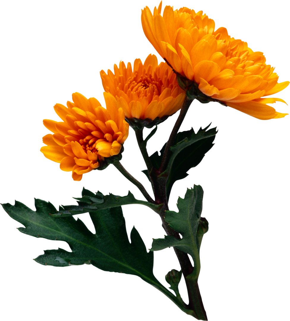 Flower Chrysanthemum Clip Art - Flower Chrysanthemum Clip Art (976x1080)