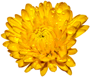 Chrysanthemum Png (640x350)