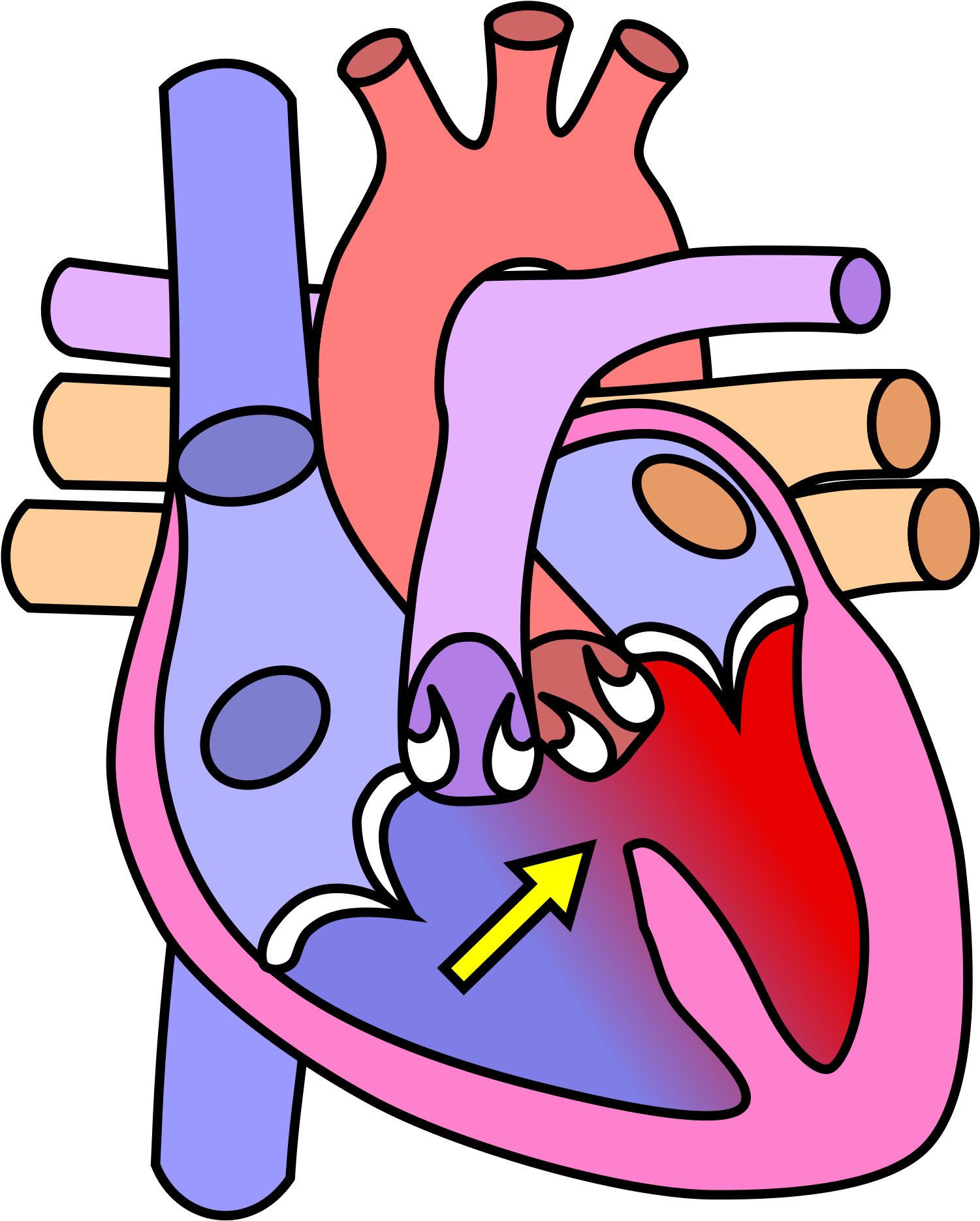 Diagram Of The Heart No Labels (2000x2141)