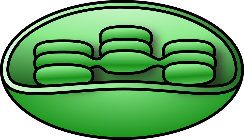 Cellular Respiration - Chloroplast Clipart (1920x1105)