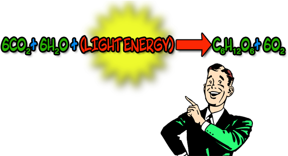 Image Of Photosynthesis Equation - Die Anyway Wall Clock (586x311)