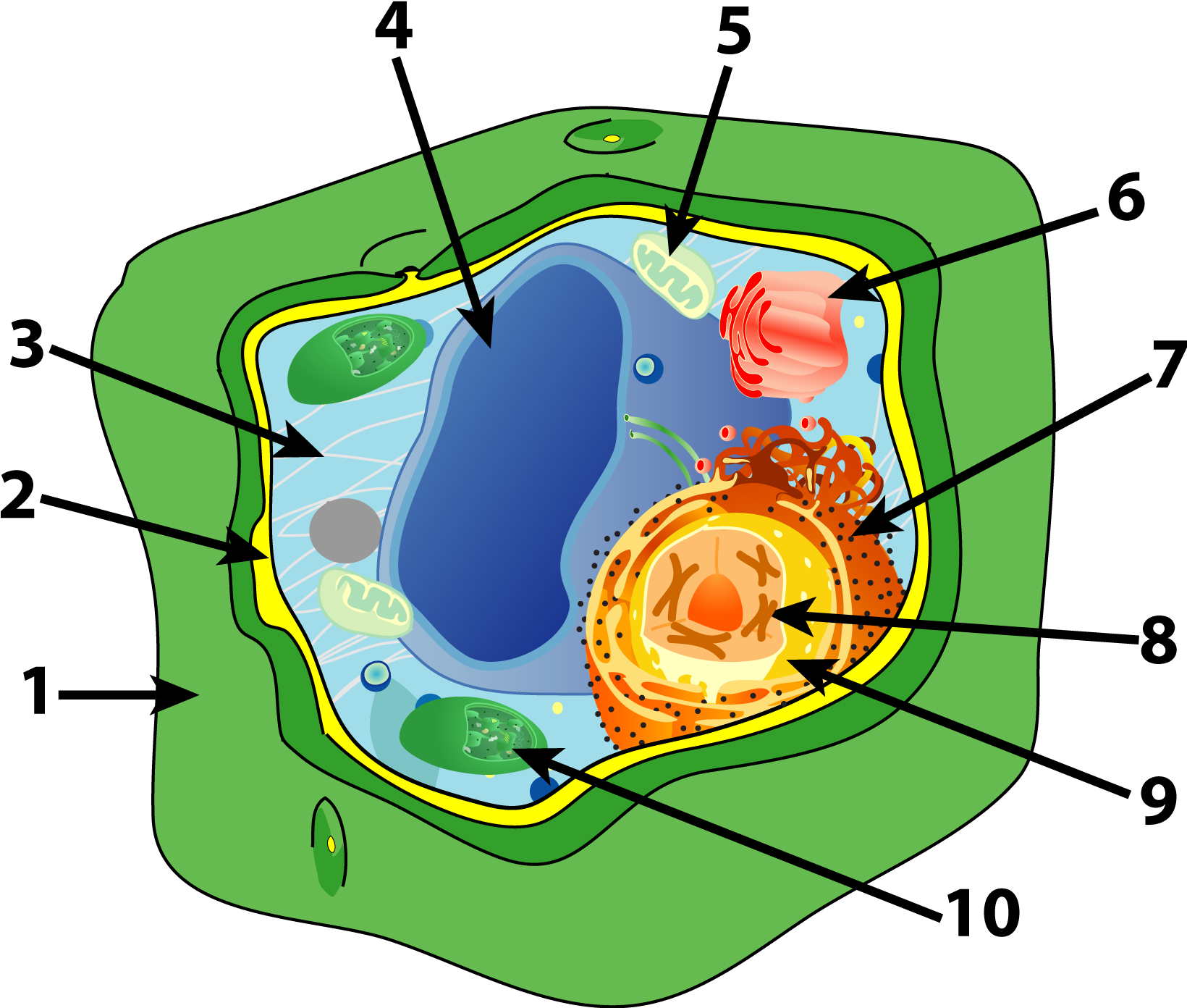 Tell The Function Of The Organelle - Parts Of A Plant Cell (1648x1409)