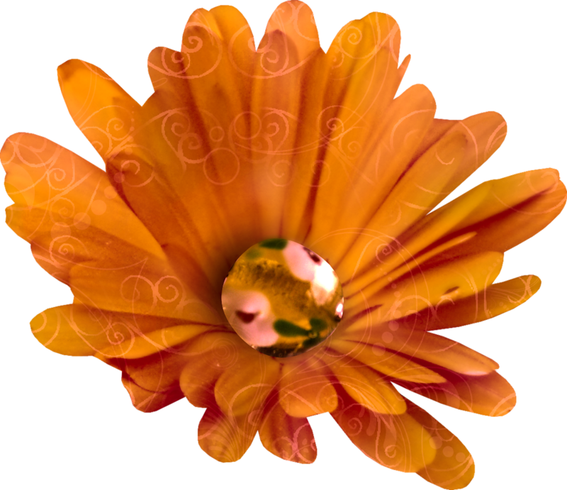 Chrysanthemum Clip Art - Chrysanthemum Clip Art (800x691)