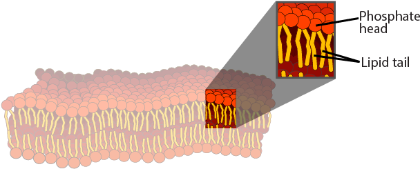 Illustration Of A Cell Membrane - Phosphate Head (659x259)