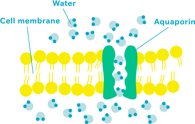 Carrier Proteins Do The Same As Channel Proteins But - Aquaporin Biology (640x420)