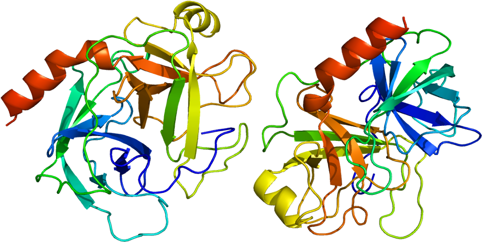 Once In The Intestine, Trypsinogen Is Proteolytically - Trypsin (1039x547)