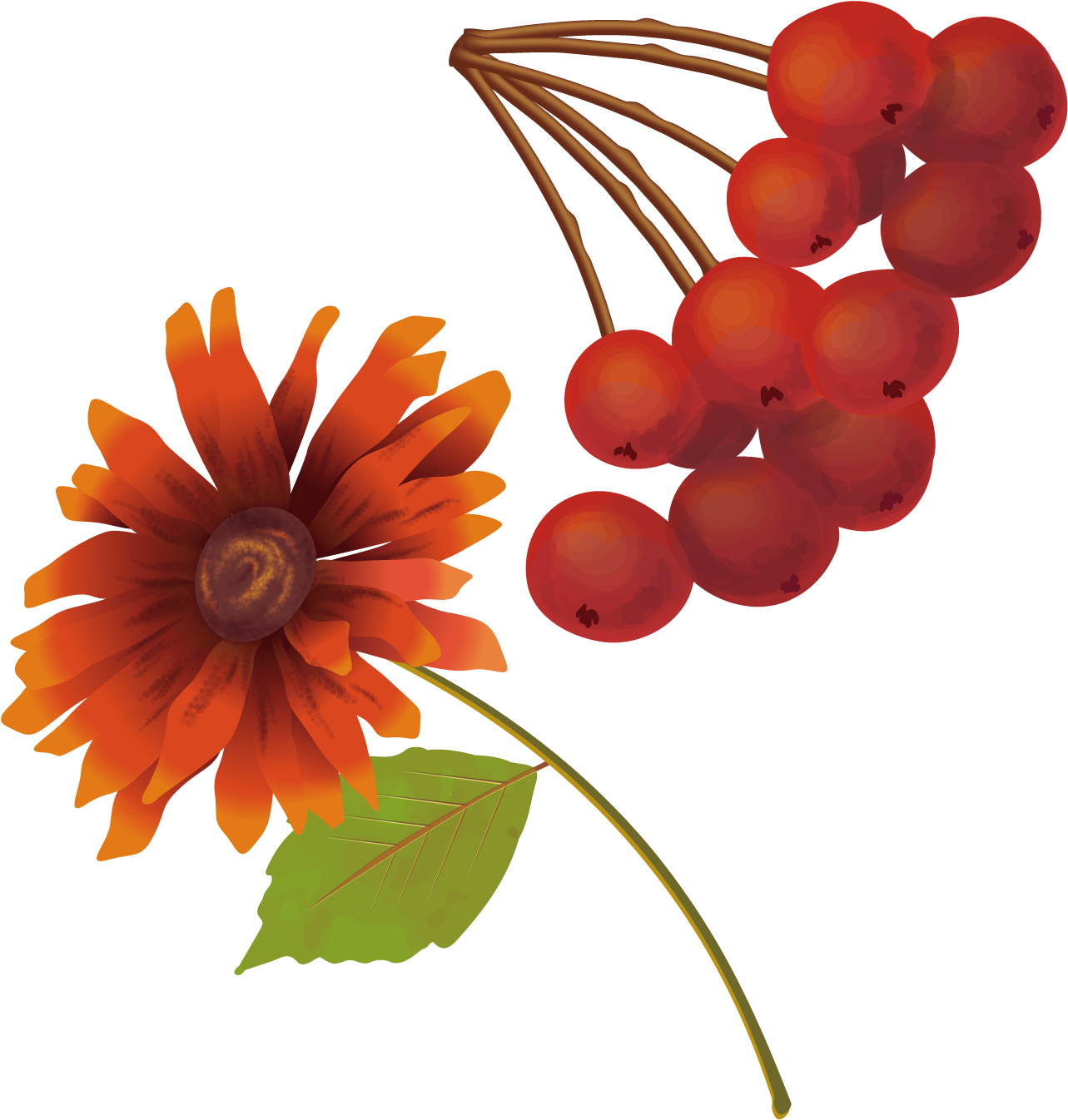 Chrysanthemum And Fruit - Chrysanthemum And Fruit (1500x1500)