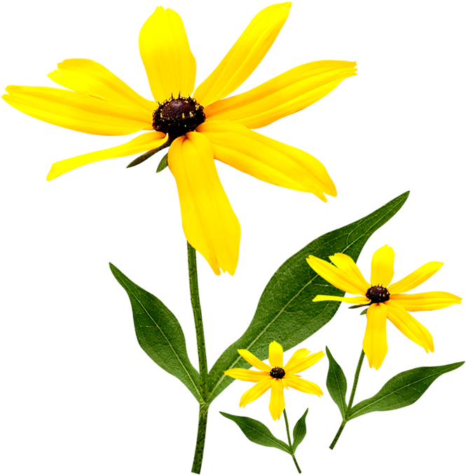 Download Web Template System Website - Download Web Template System Website (739x768)