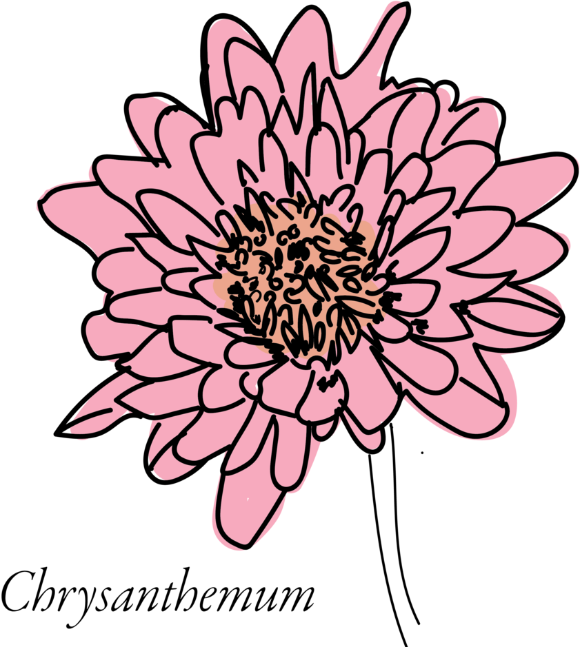 Chrysanthemum-03 - Chrysanthemum (1000x1000)