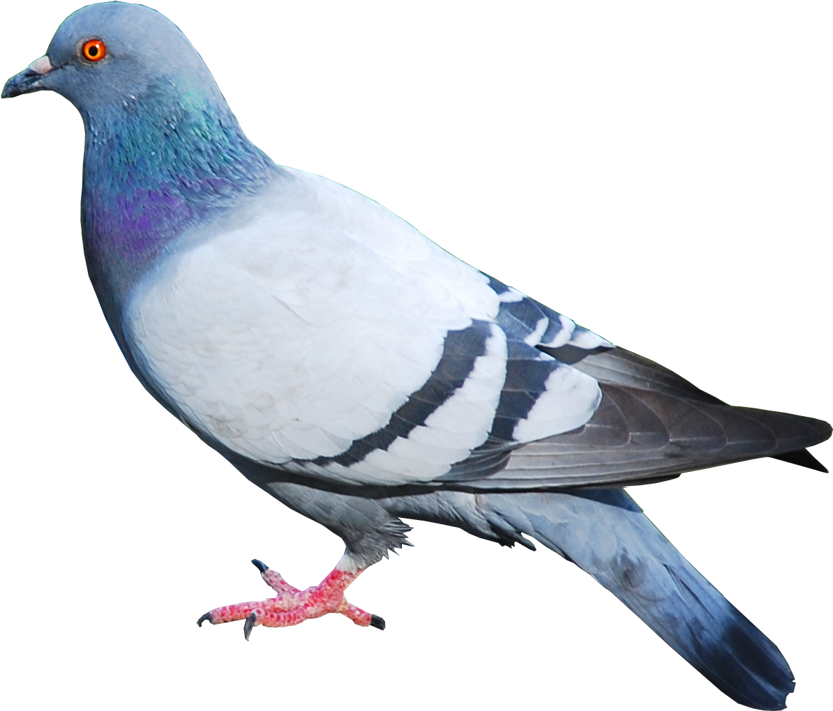 Pidgeons Clipart Transparent - Pigeon Png (1238x1138)