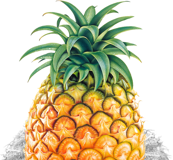 Pineapple Tumblr Transparent (607x562)