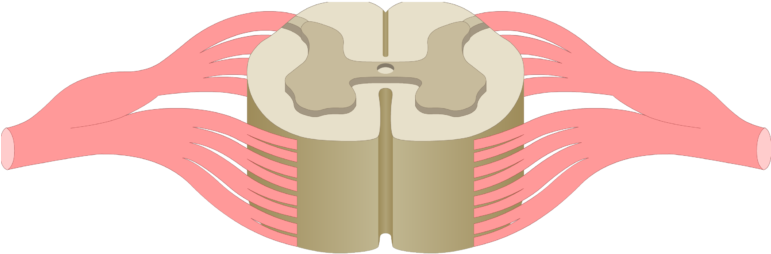 An Image Showing The Gray Matter Of A Spinal Cord Segment - Central Canal Spinal Cord (770x462)