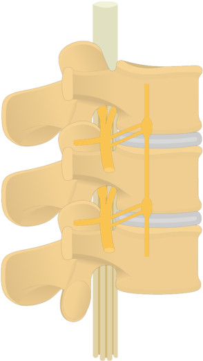 Spinal Nerve- Articulated View - Spinal Nerve (745x550)