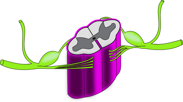 Ch13 Spinal Cord Closeup - Transparent Spinal Cord Png (617x344)
