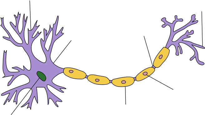 Neuron Clipart Simple - Structure Of A Neuron (800x430)