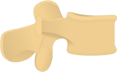 Lumbar Vertebra - Lateral View - Lumbar Vertebrae (745x550)