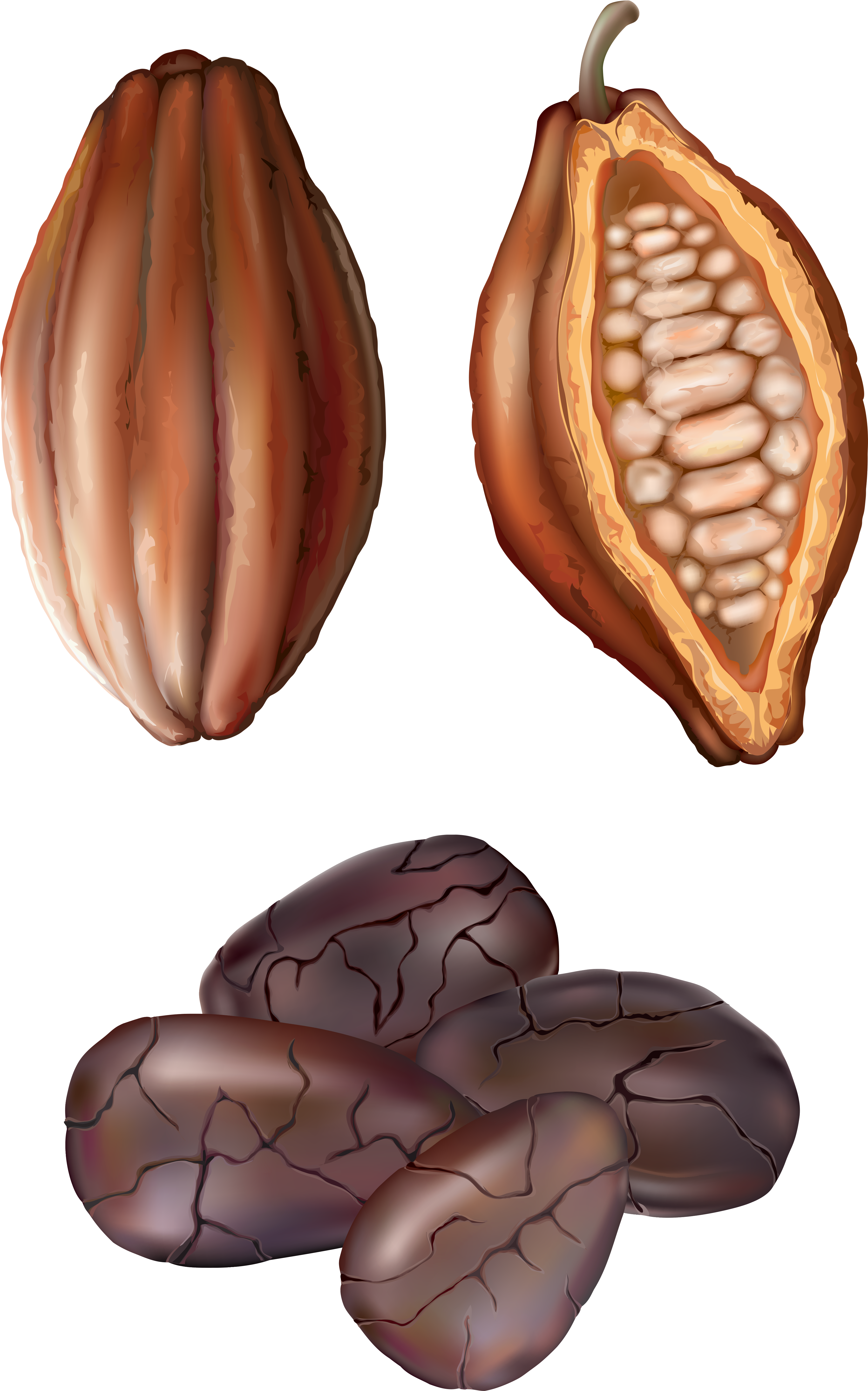 Cocoa Nut Png Clip Art - Cocoa Clip Art (4132x6165)