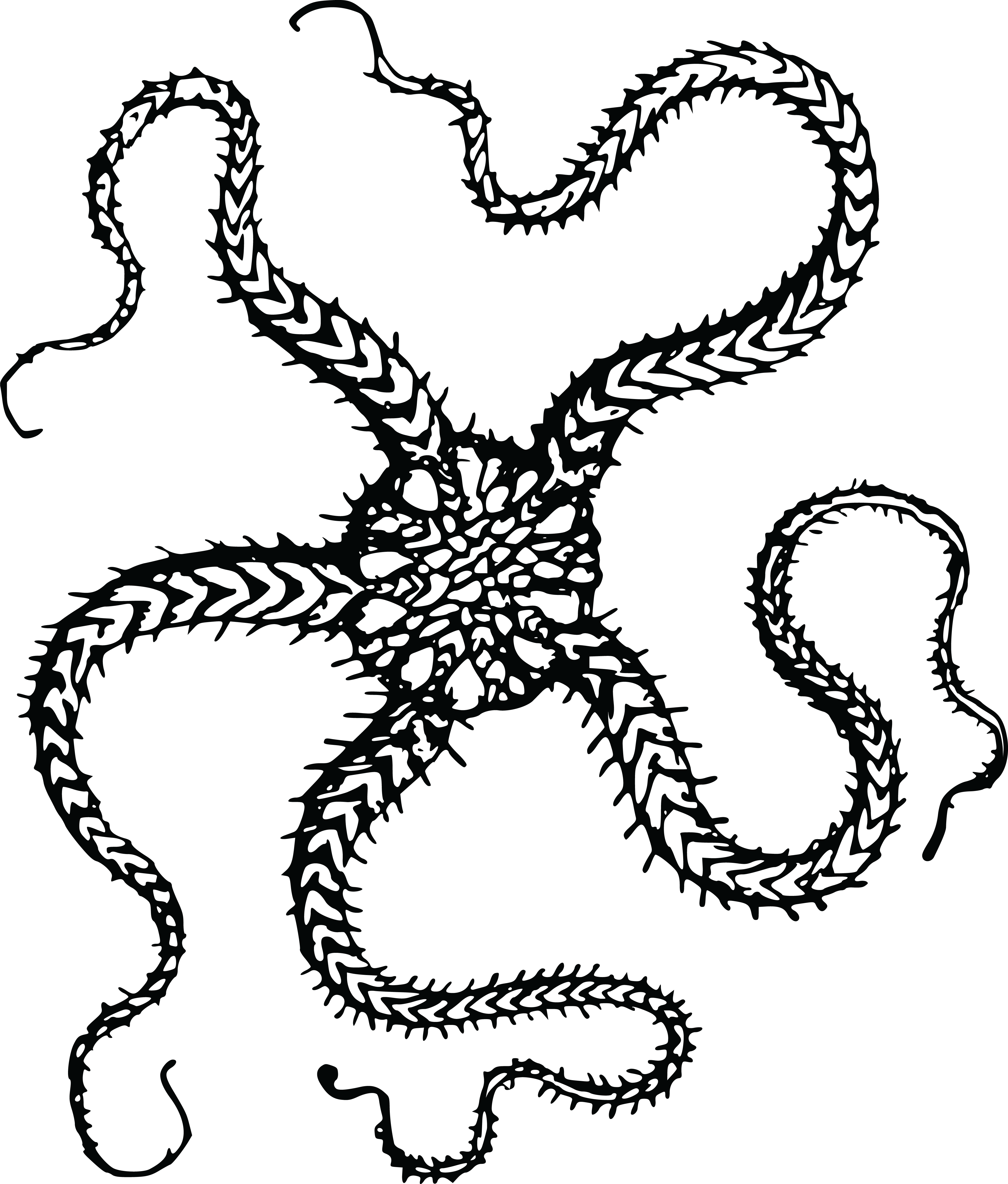 T-shirt Starfish Brittle Star Clip Art - Serpent Star Clip Art (4000x4697)
