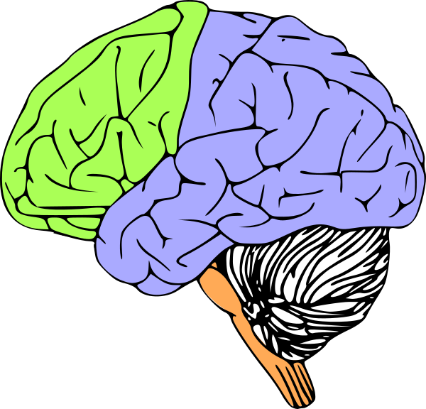 Brain Stem Clip Art (600x576)