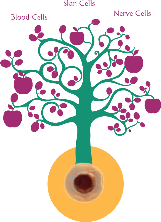 Our Body's Stem Cells Which Are Similar To A Seed Of - Brand You Can Trust (768x766)