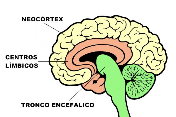 Cerebro Sección 7 Transp - Tronco Encefalico Y Neocortex (600x400)
