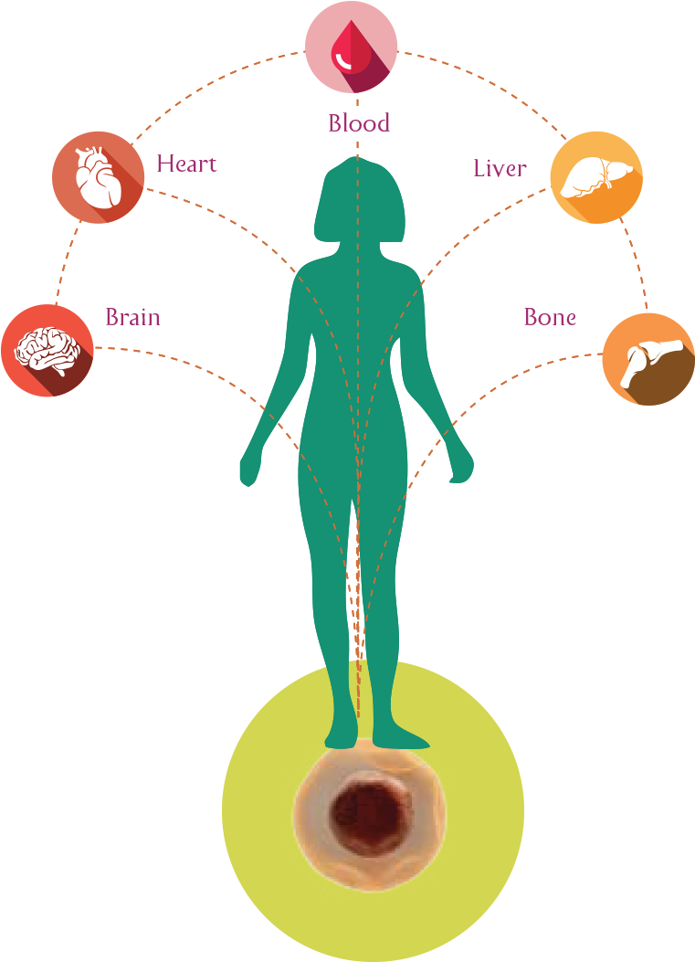 Our Body's Stem Cells Which Are Similar To A Seed Of - Stem Cells (768x1072)