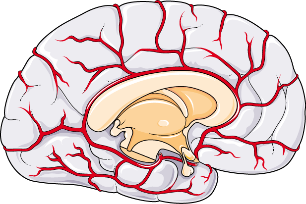 Brain Circulation - Brain Circulation (617x412)