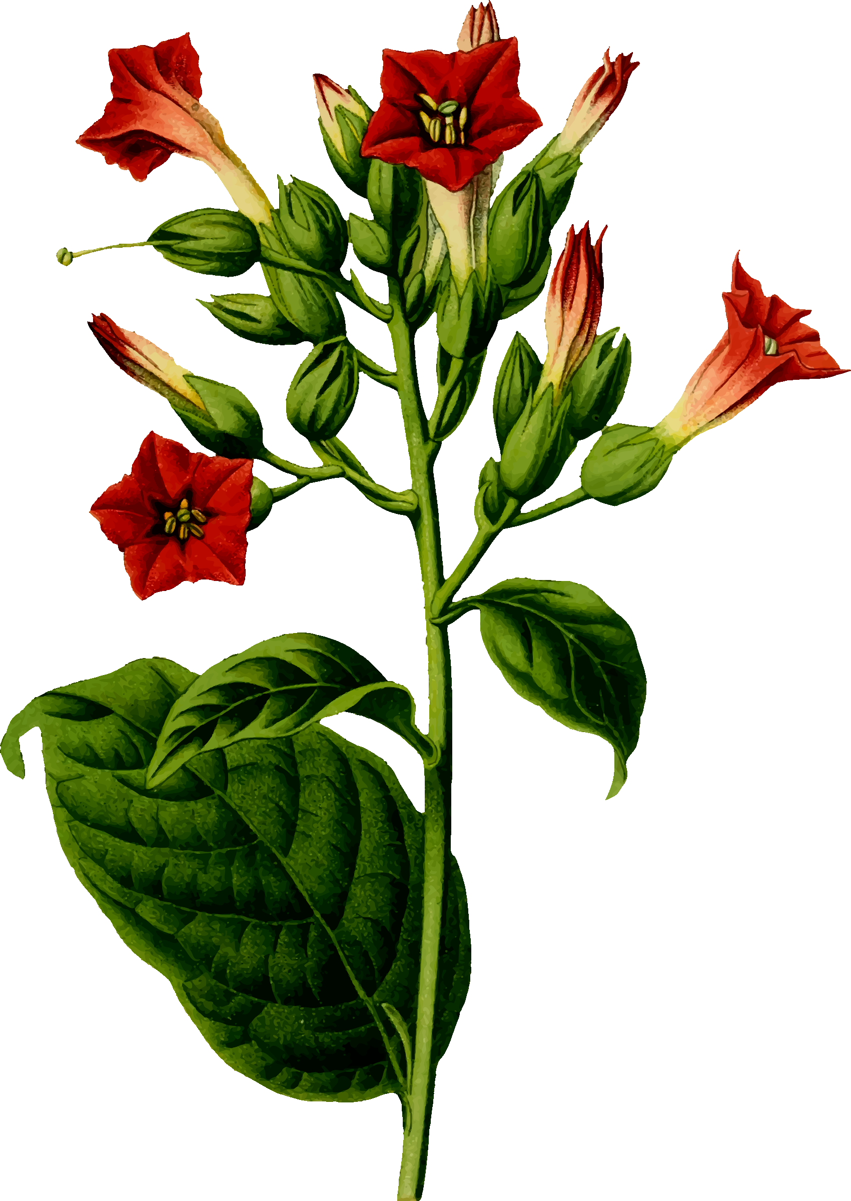 Big Image - Tobacco Plant (1701x2400)