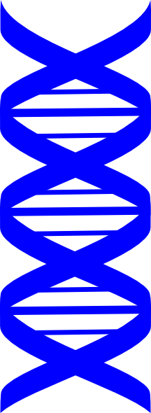 Dna Strand Clipart (216x590)