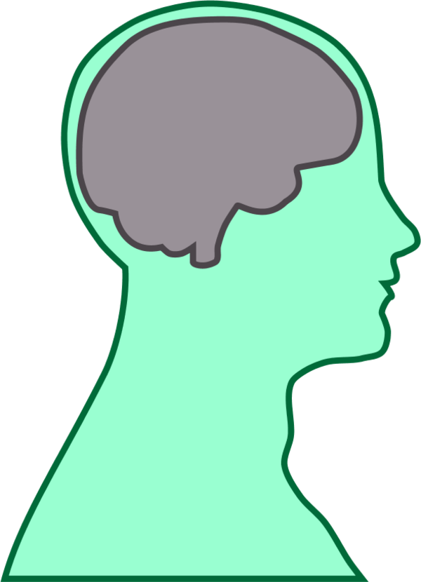 Brain Human Man - Brain Clip Art (600x830)