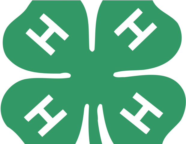 4-h Animal Sciences Intern - 4 H Clover (640x480)