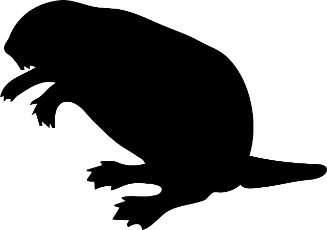 Silhouette, Beaver, Wood, Tail, Dam - Beaver Clip Art (640x452)