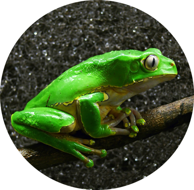 Frog Medicine - Phyllomedusa Bicolor Shutterstock (400x392)
