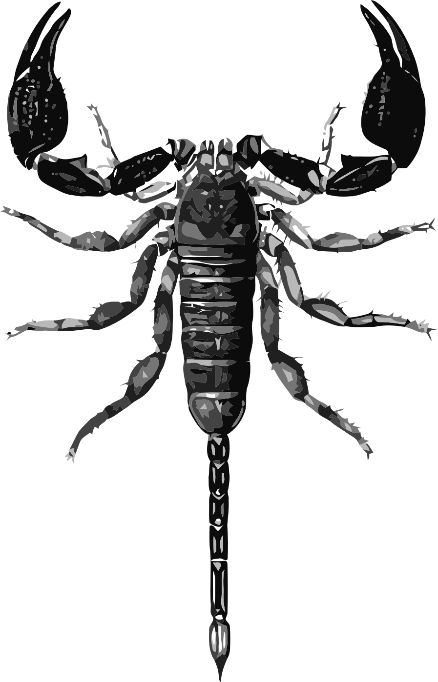 This Free Icons Png Design Of Opisthacantus Sp - Scorpion Scientific Illustration (897x1398)