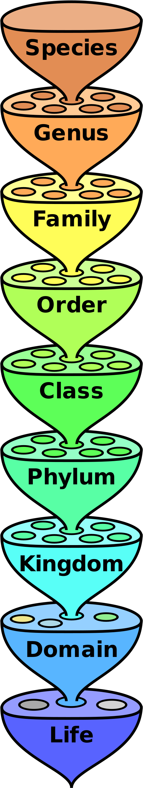 This Image Rendered As Png In Other Widths - Taxonomy (500x2724)