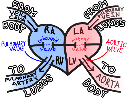 Blood Flow Through The Heart - Blood Flow Through Heart Simple (454x340)