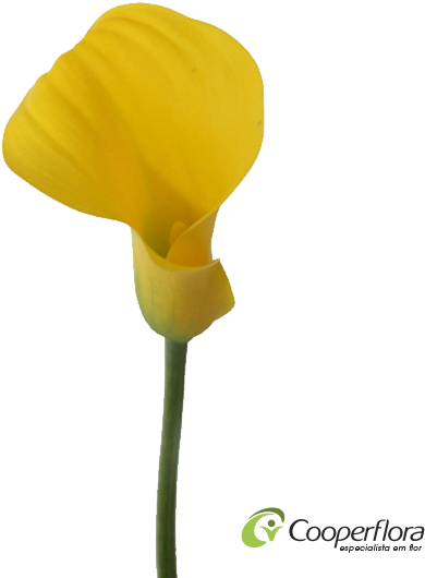 Callas Gold Cup - Concacaf Gold Cup (600x600)