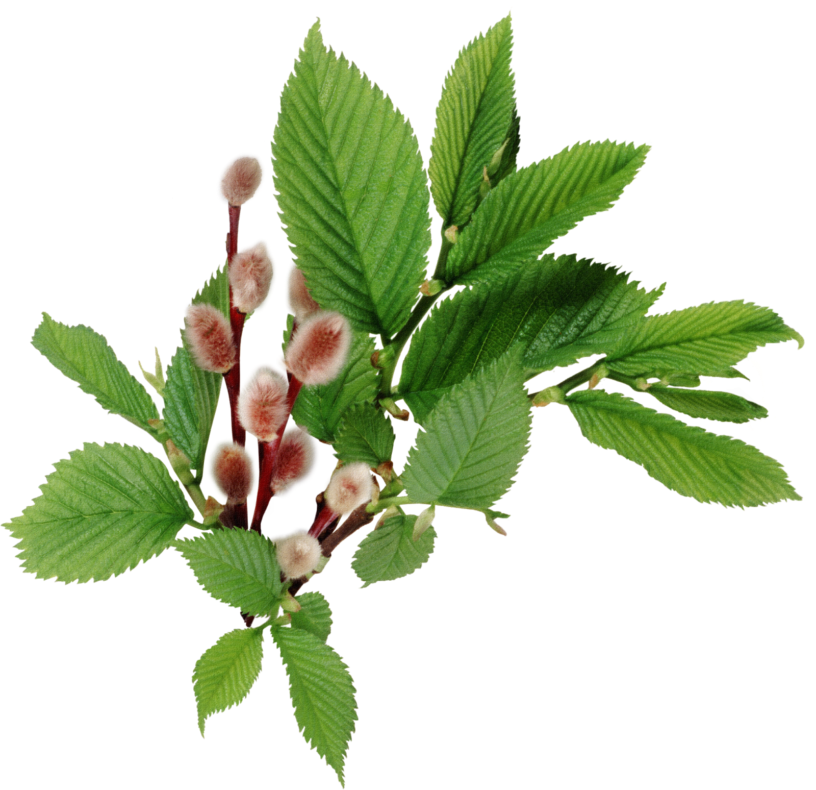 Natali На - Пасхальные Открытки С Вербами (1600x1548)