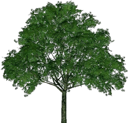 Ohio Horse Chestnut - Acer Campestre Png (750x527)