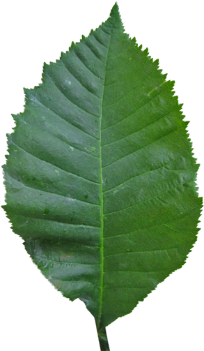 Chestnut, Red Horse - Canoe Birch (318x512)