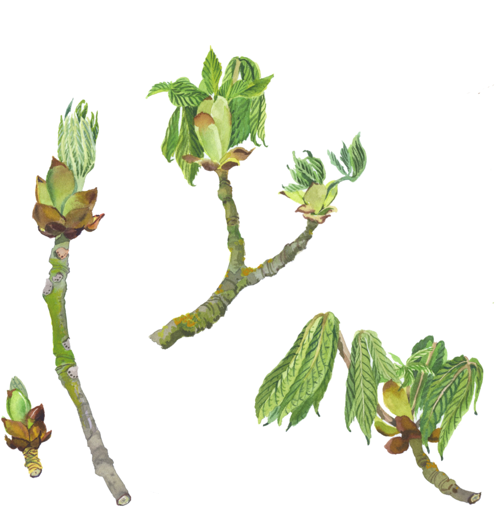 Horse Chestnut A - Horse Chestnut A (1000x1040)