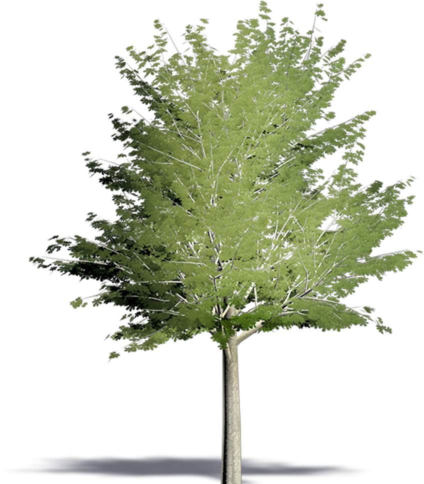 Pine Tree Small Cutout (1000x1000)