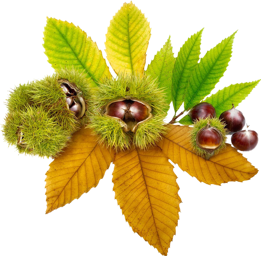 European Horse-chestnut Ohio Buckeye Sweet Chestnut - Horse Chestnut Png Transparent (1024x1010)