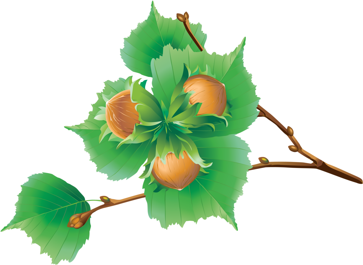 European Horse-chestnut Encapsulated Postscript Clip - European Horse-chestnut Encapsulated Postscript Clip (1280x989)