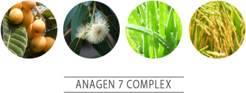 Loquat Leaf Extract • Fo-ti Root Extract • Licorice - Eucalyptus Organic Essential Oil Gumleaf 10 Ml (768x188)