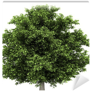 Horse Chestnut Tree Isolated On White Background Wall - Una Tierra, Una Patria, Un Alma (400x400)