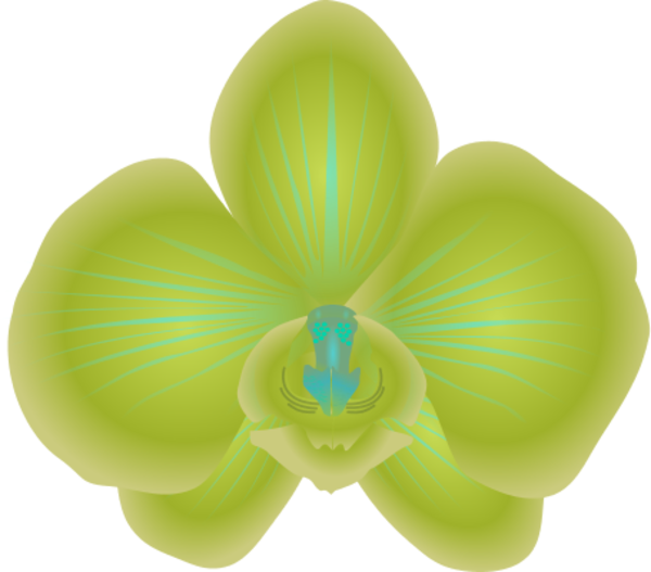 Orchid Clipart - Moth Orchid (600x527)