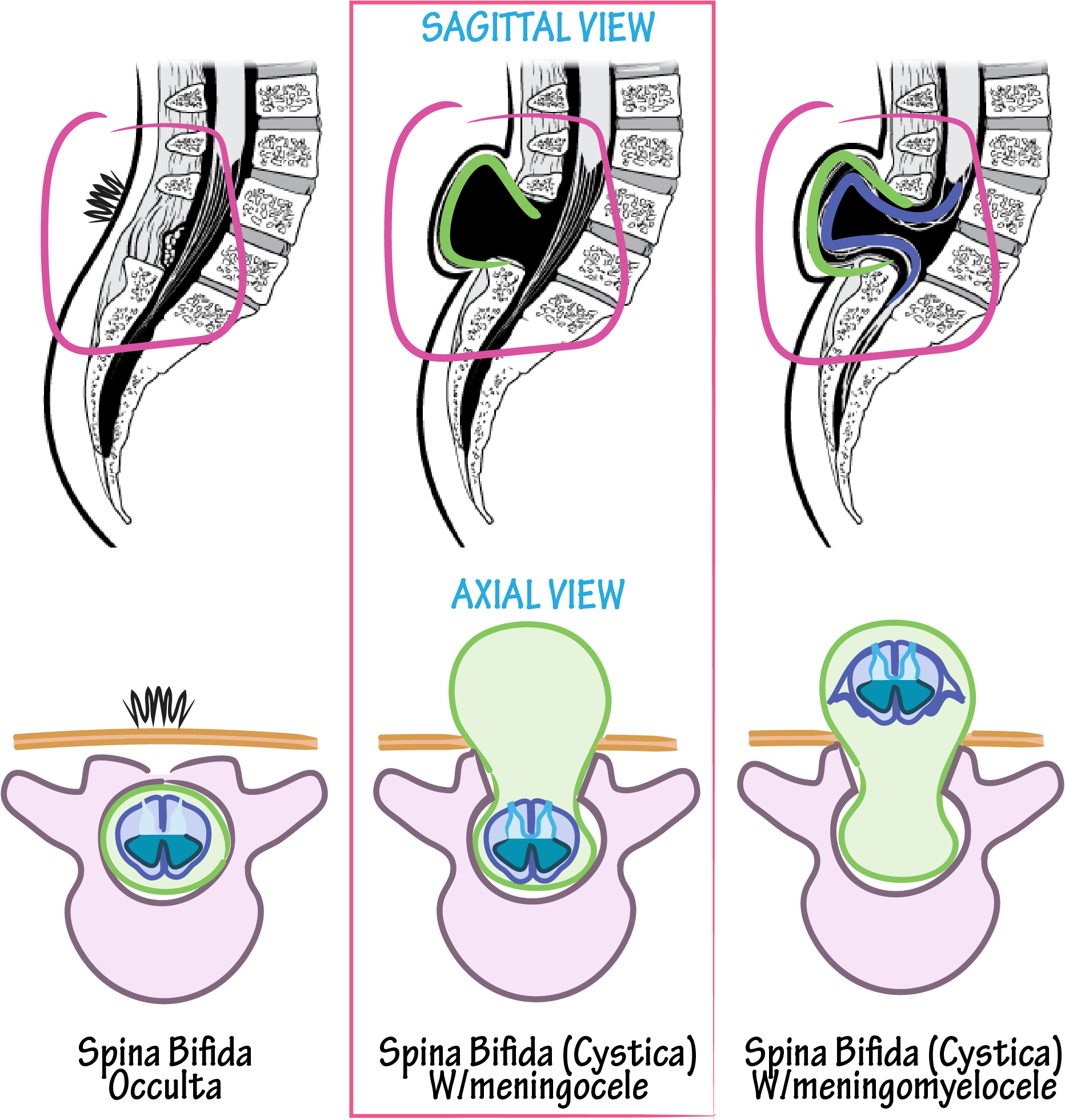 Neuroanatomy Glossary - Graphics (1968x1968)